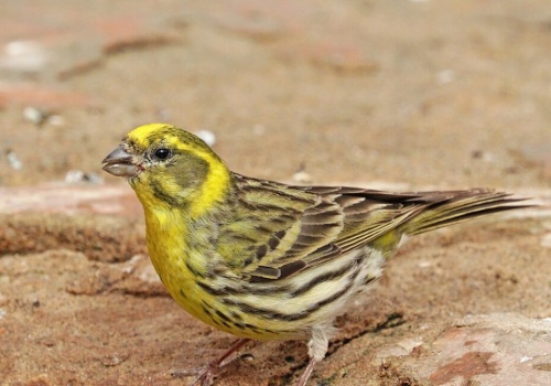 Kulczyk to polski kanarek. Niebawem przyleci do Polski, a w Rybniku zimował