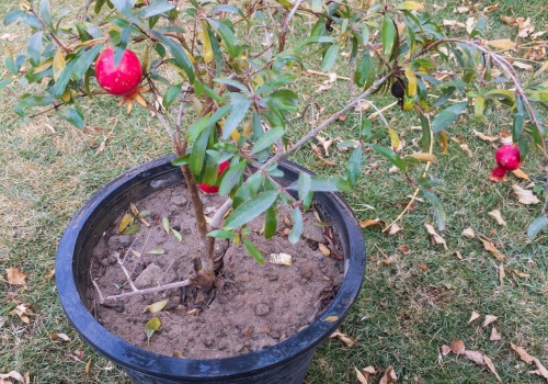 Nie tylko awokado. Ten tropikalny owoc wyrośnie z pestki. Będzie owocować