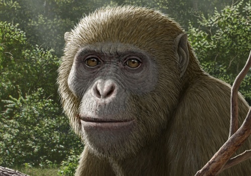 Małpa sprzed 18 milionów lat miesza w teorii ewolucji. Jej szczątki spoczywały w miejscu, na które nikt nie zwracał uwagi