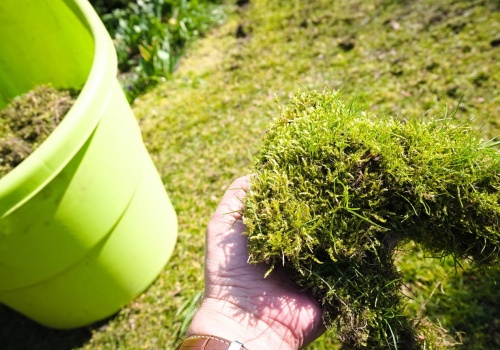 Rozsypuję na trawniku i mech znika. Efekt widać szybciej, niż myślisz