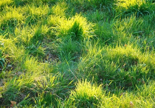 Masz mech i bladą trawę? Zrób to teraz z trawnikiem, za miesiąc zobaczysz różnicę