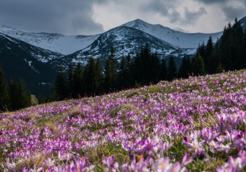 Wybierasz się w Tatry, by zobaczyć krokusy? Mamy złą wiadomość
