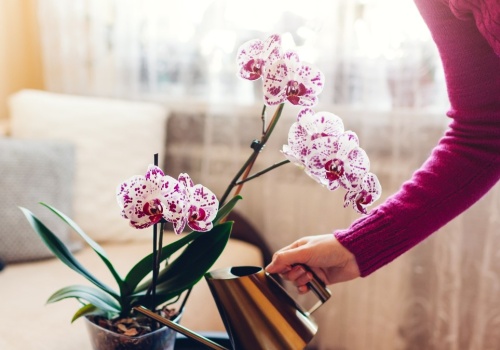 Już nie podlewam storczyków zwykłą wodą. Mieszam ją z tym, by rozkwitły