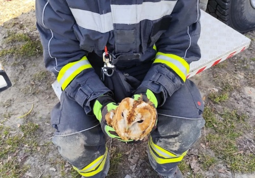 Strażacy uratowali sowę zaplątaną w sieć. Nietypowa akcja w Dominowie