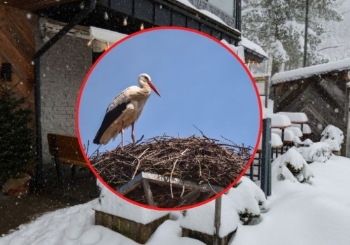 Zima zaskoczyła bociany na Podhalu. Czy ptaki przetrwają śnieg i mróz?
