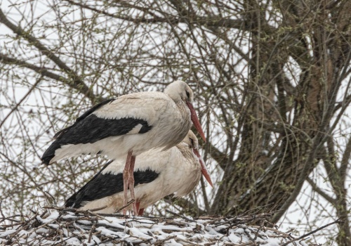 Śnieg zaskoczył bociany. Część z nich może zdecydować się na odlot