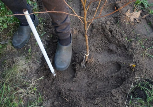Sadzenie wiosną. Jeden błąd i rośliny się nie przyjmą
