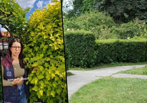 Żywopłot po 2 latach? Ten krzew rośnie jak na drożdżach. Sąsiad zzielenieje z zazdrości