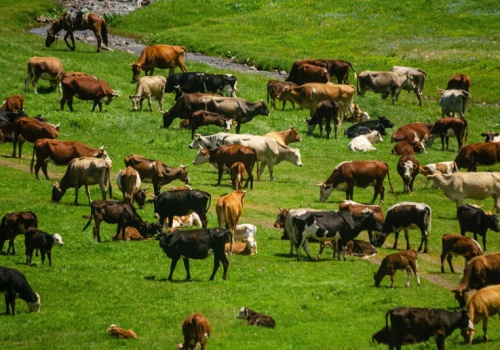 Wybijają całe stada bydła w Rosji. Doszło do protestów. To może być pryszczyca