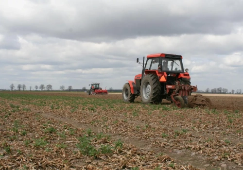 Rozeta stoi w miejscu. Po czym poznać, czy rzepak jeszcze odbije?