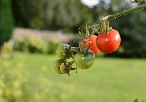 Działki ROD są już droższe niż mieszkania. Ceny w polskich miastach szokują