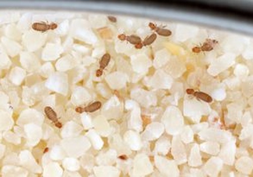 Błyskawicznie składają jaja. Wystarczy jeden osobnik, by problem szybko się nasilił