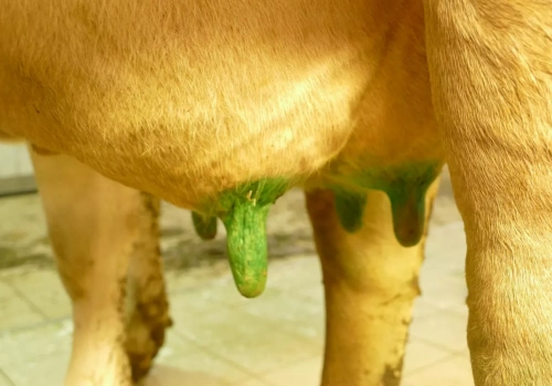 Antybiotyk przy mastitis? W większości przypadków niepotrzebny