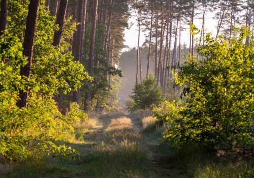 W Polsce rośnie lesistość. Ale to nie wskaźnik dobrego stanu lasów