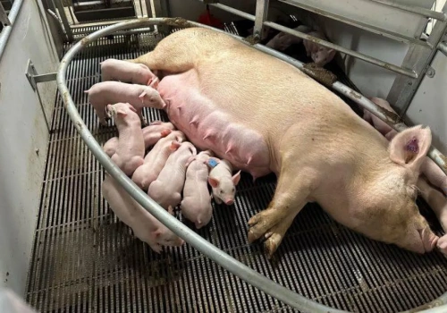 Koniec jarzm porodowych? Nowe rozwiązanie dla loch już w testach