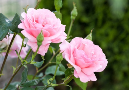 Jak przycinać róże pnące na wiosnę? Jeden błąd i latem kwiatów będzie znacznie mniej