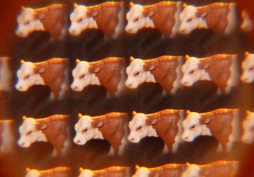 Wielki szwindel Januszów mleczarstwa