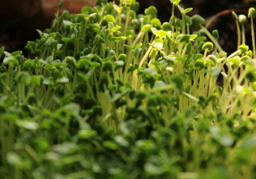 Dodatek obowiązkowy na Wielkanoc, oczyszcza i wzmacnia organizm przez cały rok