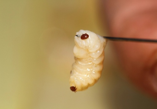 Warroza dziesiątkuje pszczoły we Flandrii: eksperci ostrzegają przed jeszcze groźniejszym roztoczem