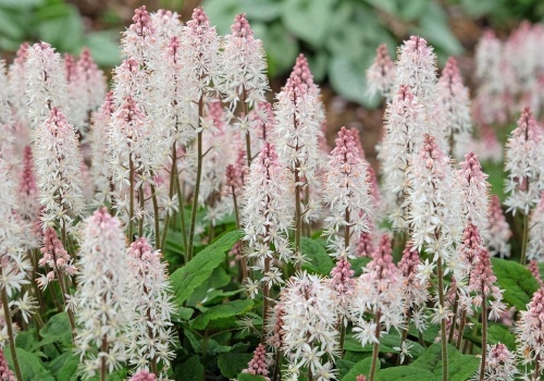 Mało kto je zna, a radzą sobie w cieniu najlepiej. Ogród wygląda zupełnie inaczej