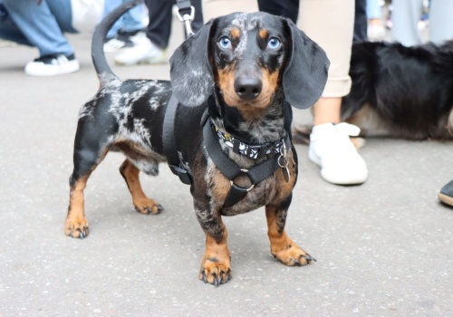 Kraków: wielkie wydarzenie dla czworonogów i ich właścicieli