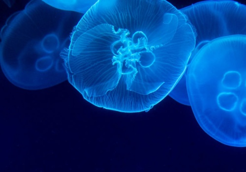 NASA wysłała tysiące tych zwierząt w kosmos. Ten eksperyment to prawdziwa petarda