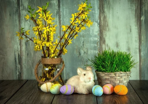 Zetnij dziś i wstaw do wody. W święta obsypią się kwiatami