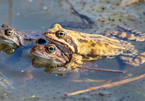 Żaby w czasie godów dziwnie się zachowują. Zaczęły udawać martwe