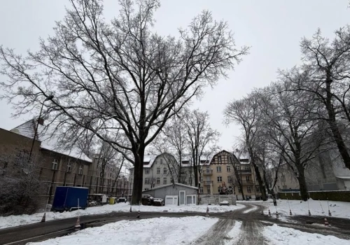 Arseniusz Finster: nie zgodzę się na wycinkę drzew przy Warszawskiej