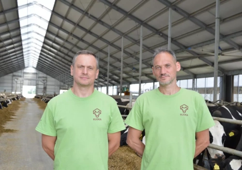 Jeszcze 15 lat temu ledwo wiązali koniec z końcem. Dziś mają 600 krów