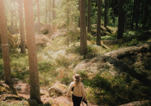 Stare lasy przechowują znacznie więcej węgla niż lasy gospodarcze