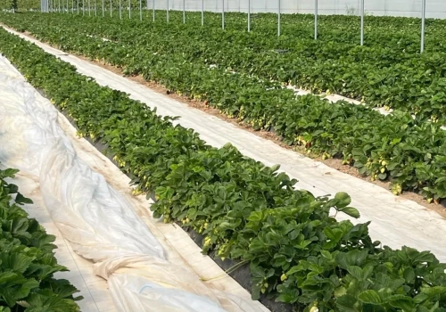 Mikoryza w truskawkach – zbuduj truskawkę pod ziemią, a odwdzięczy się plonem