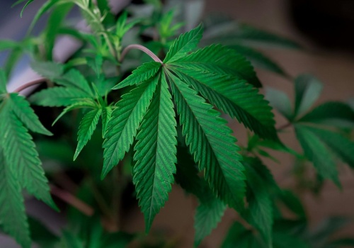 15 gramów i jeden krzak. Sejm może zalegalizować marihuanę jeszcze w 2026 roku