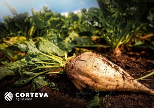 Polscy rolnicy otrzymują nową ochronę przed chorobami dzięki fungicydowi Queen™