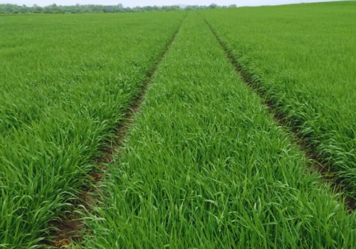 W jakich temperaturach stosować fungicydy. Jak zadbać o zdrowotność roślin?