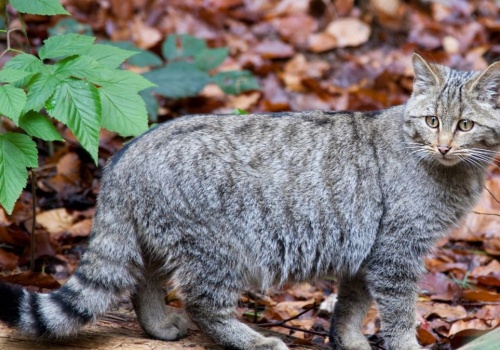 Żbik jest krytycznie zagrożony. W Polsce żyje najwyżej 200 osobników