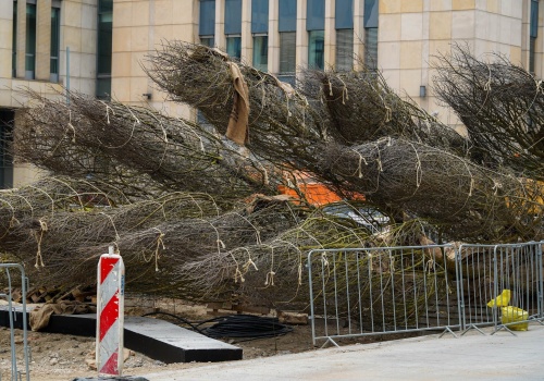 Złota się zazieleni. W centrum przybędzie kilkadziesiąt dużych drzew