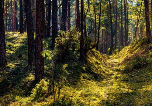 Ustawa o lasach wymaga uproszczenia. Powiaty sceptyczne wobec projektu nowelizacji