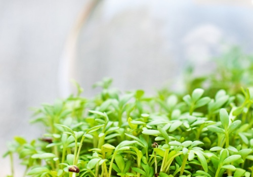 Nie tylko rzeżucha. Te kiełki też warto wysiać przed Wielkanocą