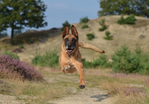 Agresywne psy zaatakowały dzieci. Chłopiec i dziewczynka trafili do szpitala