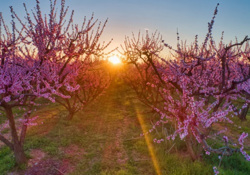 Oto największa wiosenna atrakcja Grecji. 