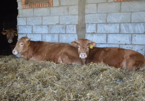 Rolnicy tracą dopłaty po kontroli. Taka wiata dla bydła nie przejdzie