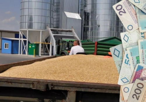 Ile dziś płacą za zboże i rzepak? Sprawdzamy ceny w skupach w całej Polsce
