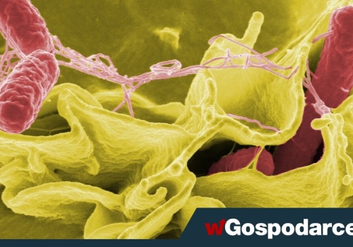Salmonella bardziej niebezpieczna niż myślisz