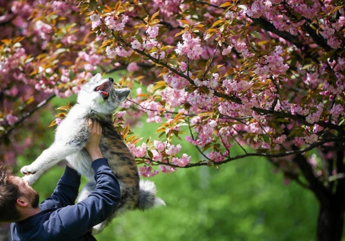 Posadź teraz, a zbierzesz więcej. Moment decyduje o plonach czereśni