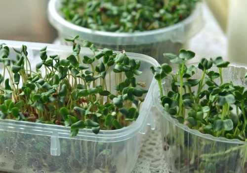 W Wielkanoc nie może zabraknąć jej na stole. Czy rzeżuchę należy siać w ziemi czy na wacie?