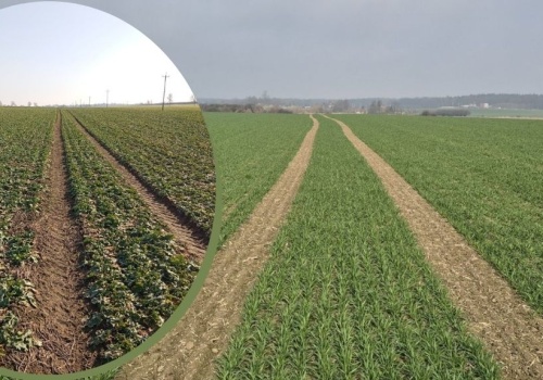 Leaxo 200 SL na wczesnowiosenne zabiegi w rzepaku i zbożach