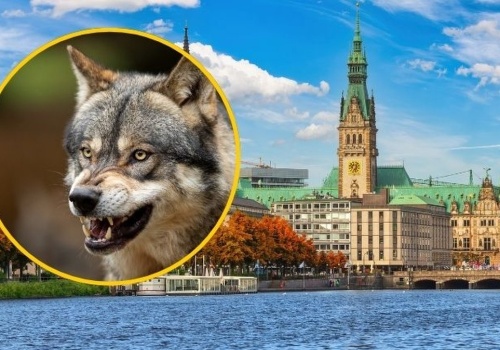 Szokujący atak wilka w centrum miasta. Ugryzł kobietę w twarz