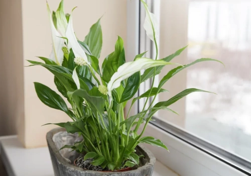 Wsyp szczyptę tego białego proszku do doniczki ze skrzydłokwiatem. Nowe pąki po 3 tygodniach