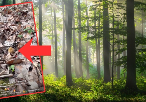 Poszedł na grzyby w marcu. Oto co znalazł. 